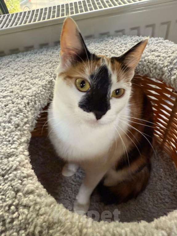 Кошки в Москве: "Счастье вдруг в тишине постучалось в двери" Девочка, Бесплатно - фото 5