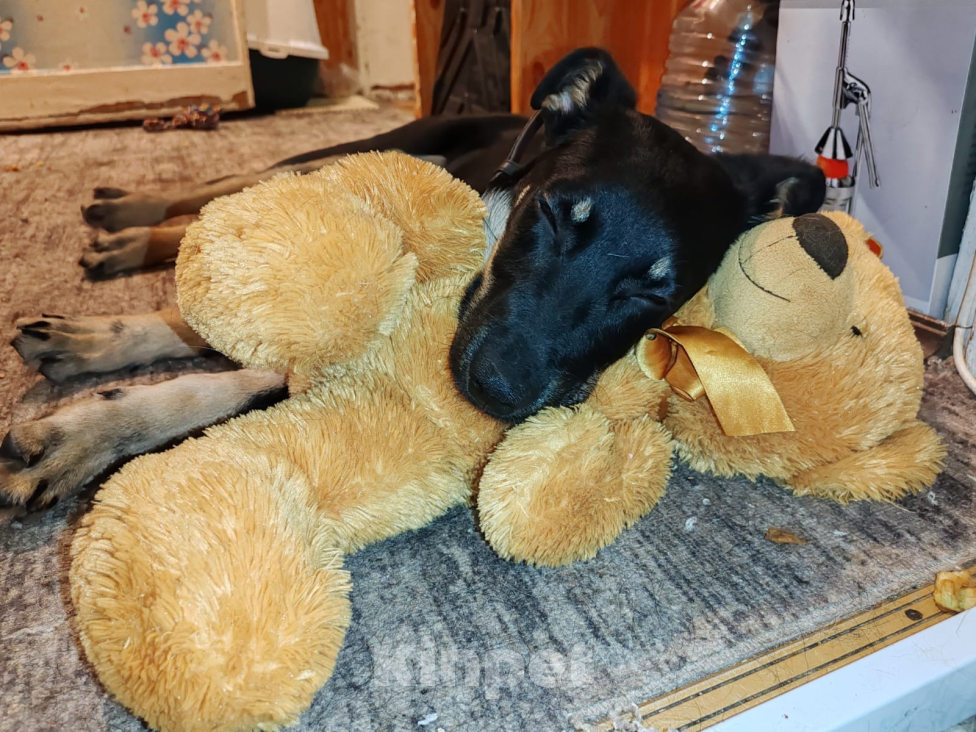 Собаки в Владимире: Айа, 4 месяца, метис  Девочка, Бесплатно - фото 6