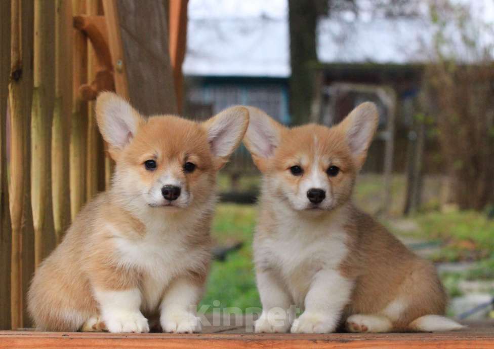 Собаки в Москве: Amansi Je t'aime Девочка, 70 000 руб. - фото 7