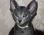 Кошки в Москве: Ориентальный мальчик  Мальчик, 60 000 руб. - фото 2