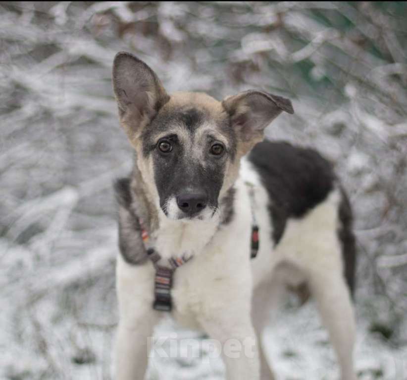 Собаки в Москве: Френд, кудрявый малыш Мальчик, Бесплатно - фото 4