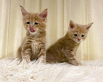 Кошки в Ардоне: Мейн кун котята, 30 000 руб. - фото 9