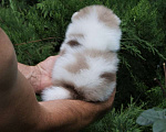 Собаки в Краснодаре: Продам мраморных мальчиков померанского шпица Мальчик, 50 000 руб. - фото 4