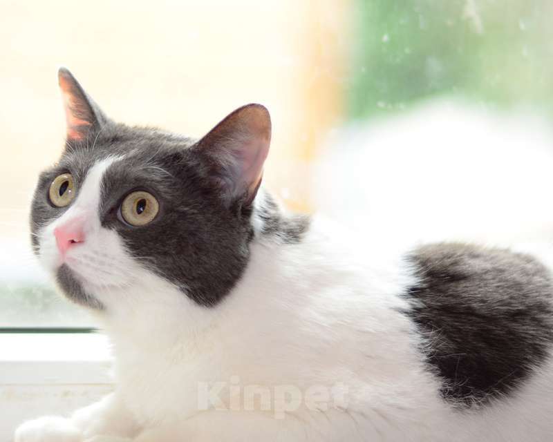 Кошки в Москве: Ласковая ручная кошка Любаша в добрые руки Девочка, 1 руб. - фото 3