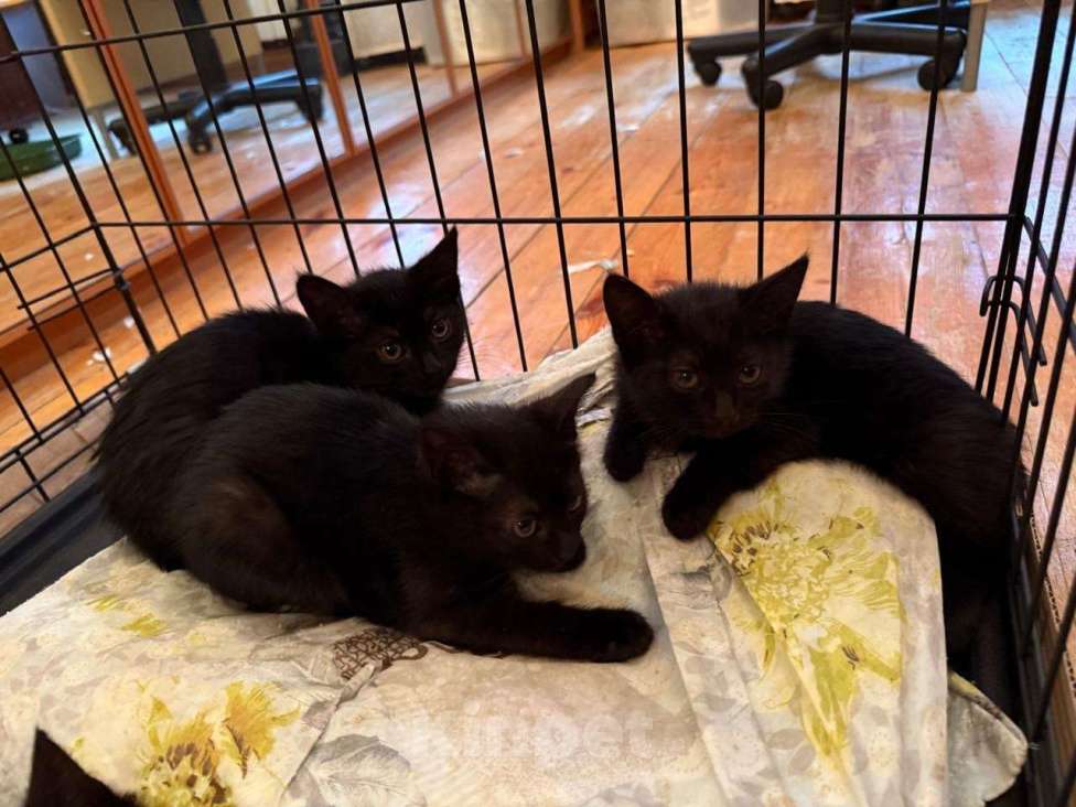Кошки в Москве: Очень красивые котята (5 мес.) в добрые руки Девочка, Бесплатно - фото 7