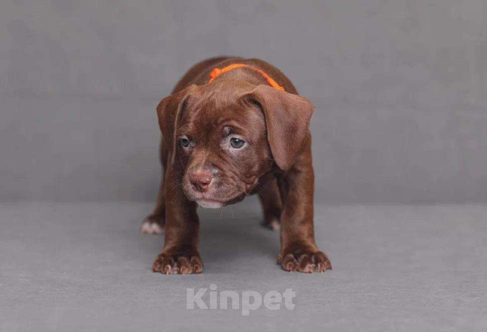 Собаки в Домодедово: Девочка булли покет Девочка, 50 000 руб. - фото 2