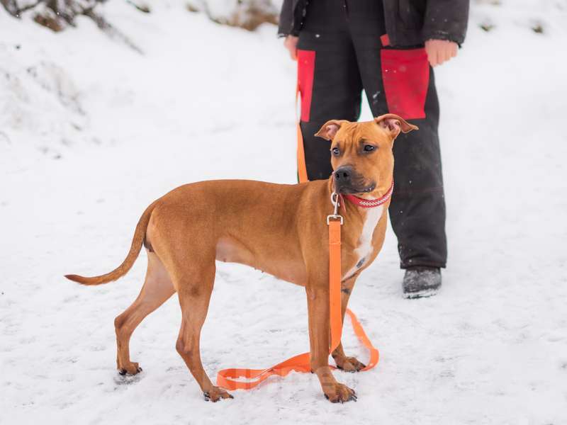 Собаки в Москве: Молодой американский стаффордширский терьер Милли в добрые руки Девочка, Бесплатно - фото 2