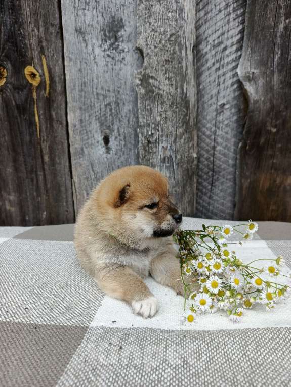 Собаки в Москве: Мальчишка сиба ину Мальчик, 30 000 руб. - фото 5
