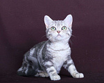 Кошки в Ликино-Дулево: Американская короткошерстная Девочка, Бесплатно - фото 4