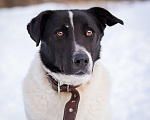 Собаки в Москве: Спокойный пёсик из приюта ищет дом Мальчик, Бесплатно - фото 5