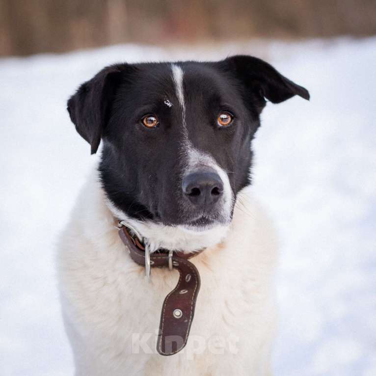Собаки в Москве: Спокойный пёсик из приюта ищет дом Мальчик, Бесплатно - фото 5