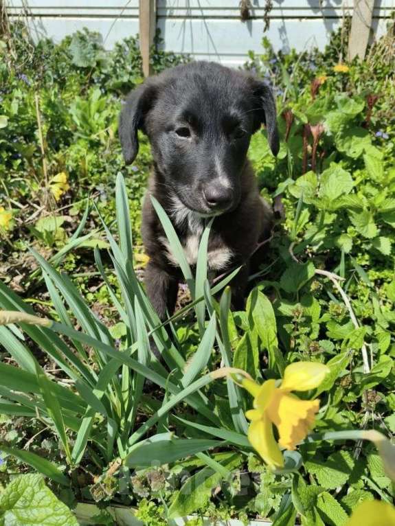 Собаки в Санкт-Петербурге: Маленький щенок с мягенькой шерсткой Девочка, Бесплатно - фото 8
