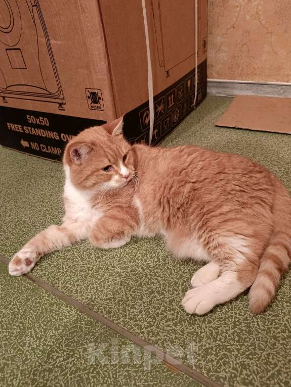 Кошки в Москве: Солнечный котик в добрые руки  Мальчик, Бесплатно - фото 6