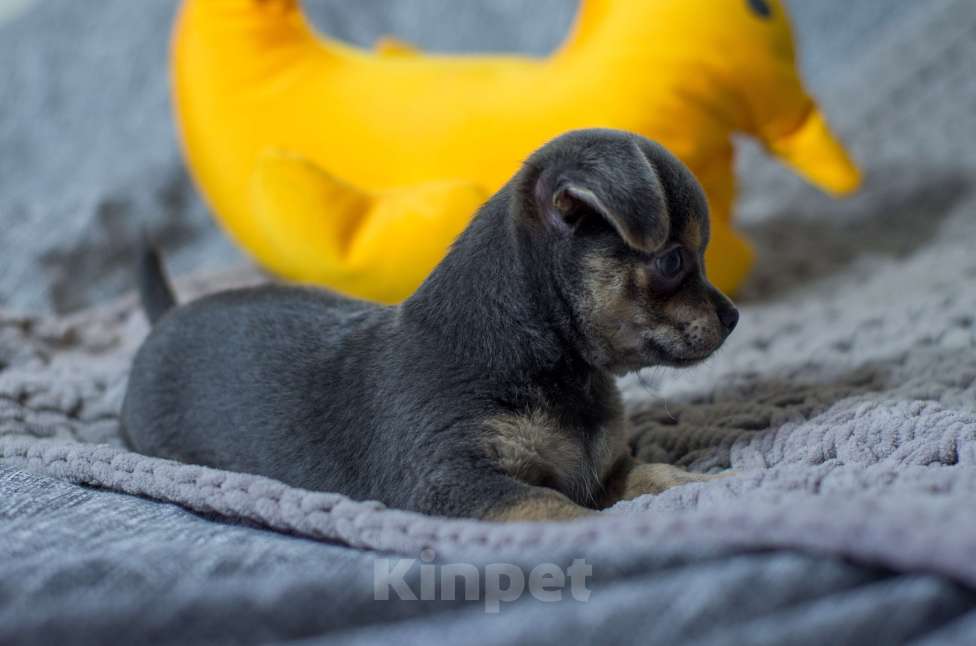 Собаки в Москве: Мальчик чихуахуа  Мальчик, 35 000 руб. - фото 2