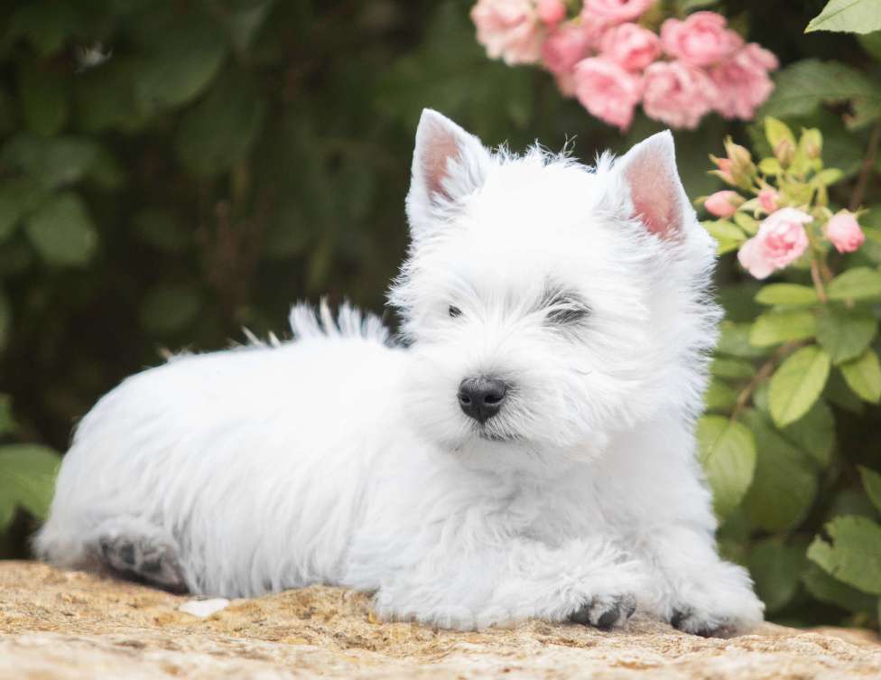 Собаки в Москве: Вест хайленд уайт терьер- настоящие ВЕСТИКИ Мальчик, Бесплатно - фото 5