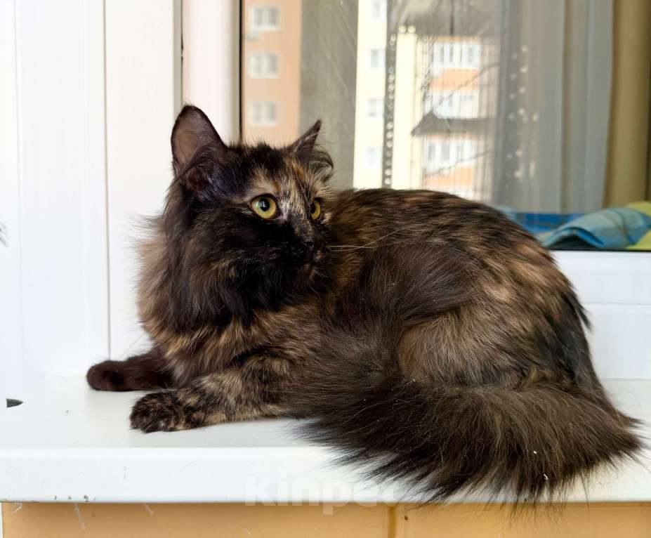 Кошки в Москве: пушистая котенок Пэрис в добрые руки Девочка, Бесплатно - фото 8