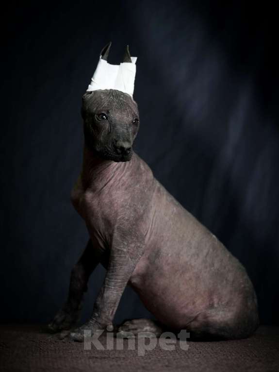 Собаки в Москве: Ксолоитцкуинтли стандартного размера  Девочка, Бесплатно - фото 3