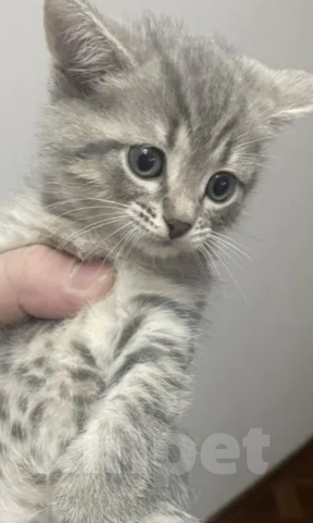 Кошки в Магнитогорске: Милая кошечка Девочка, Бесплатно - фото 3