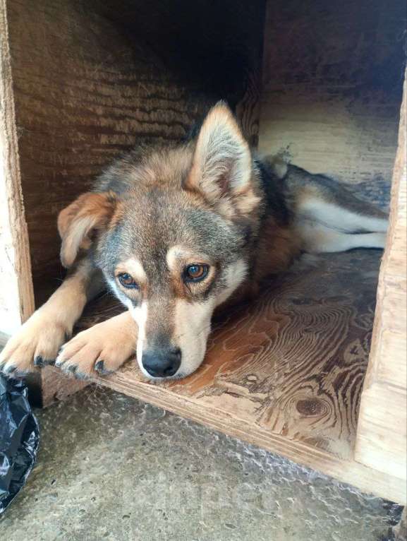 Собаки в других городах Краснодарского края: Турбо полностью готов быть домашним Мальчик, Бесплатно - фото 5