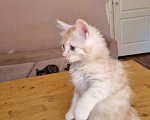 Кошки в Краснодаре: Кот нежно рыженький Мальчик, Бесплатно - фото 3