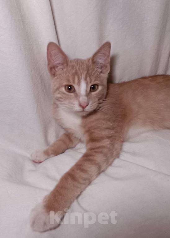 Кошки в Москве: Рыжий котенок Санчо в добрые руки Мальчик, Бесплатно - фото 2