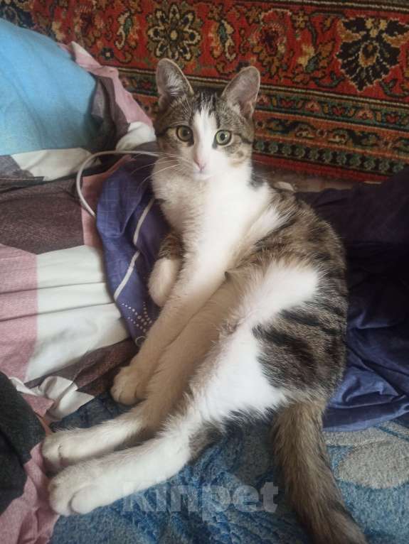 Кошки в Тамбове: Потерялся кот Мальчик, 3 000 руб. - фото 4