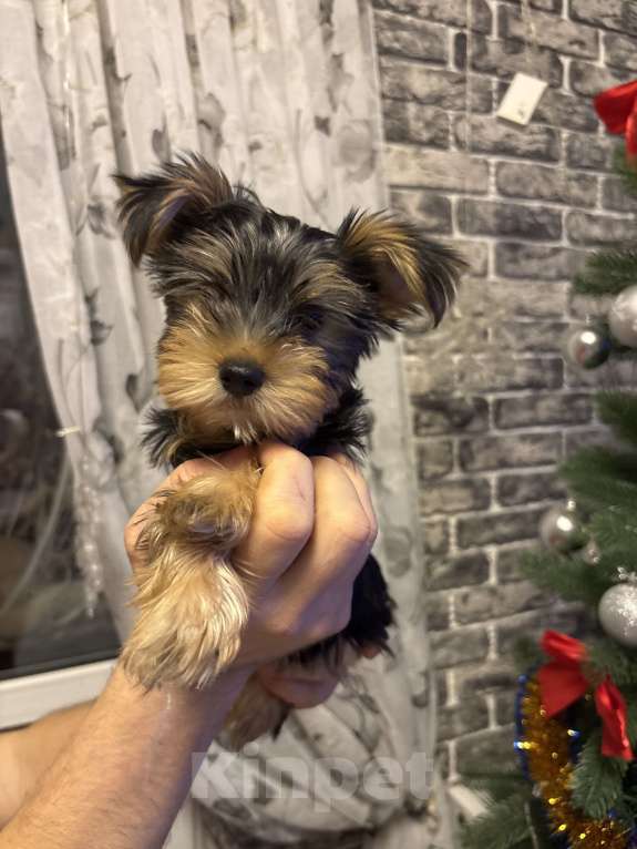 Собаки в Краснодаре: Мальчик Мальчик, 10 000 руб. - фото 3