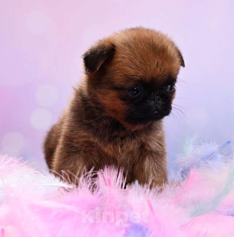 Собаки в Москве: Мини девочка пти-брабансон Девочка, 50 000 руб. - фото 1