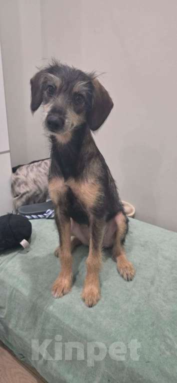 Собаки в Москве: Якутята ппбж Девочка, Бесплатно - фото 5