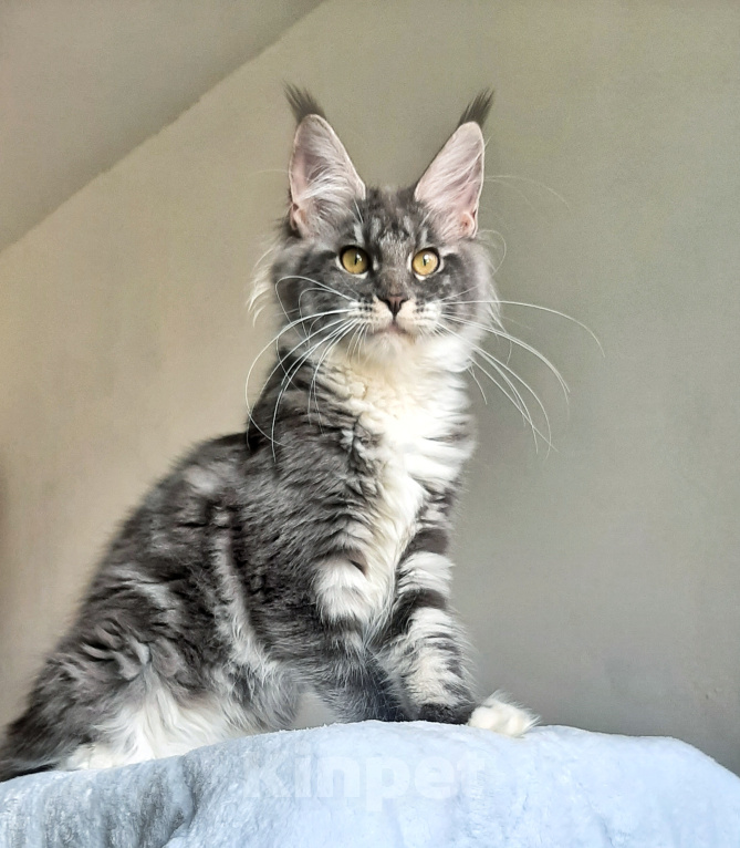 Кошки в Краснодаре: Котенок мейн-кун Девочка, 38 000 руб. - фото 3