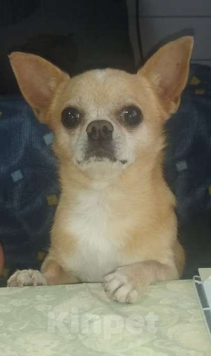 Собаки в Москве: кобель на вязку бесплатно Мальчик, 1 руб. - фото 2