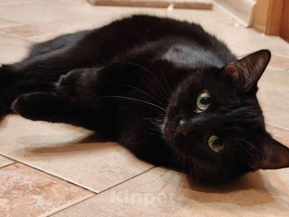 Кошки в Москве: Багира - спокойная молодая кошка Девочка, Бесплатно - фото 2