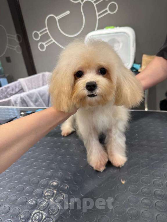 Собаки в Москве: Мальтипу микро Девочка, 100 000 руб. - фото 3