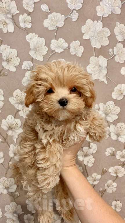 Собаки в Москве: Мальтипу мальчик 3 месяца  Мальчик, 150 000 руб. - фото 2