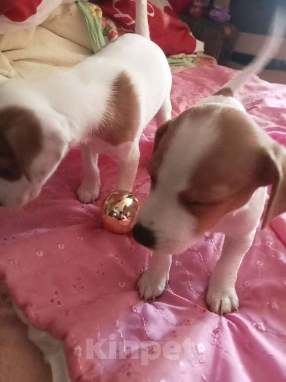 Собаки в Сочи: Продаю Джек Рассела девочки!мальчик остался один! Нету двух месяцев! Папа мама чистокровные !  Девочка, 13 500 руб. - фото 5