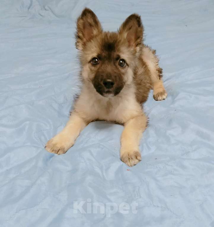 Собаки в Королеве: Срочно щенок в добрые руки Девочка, Бесплатно - фото 2