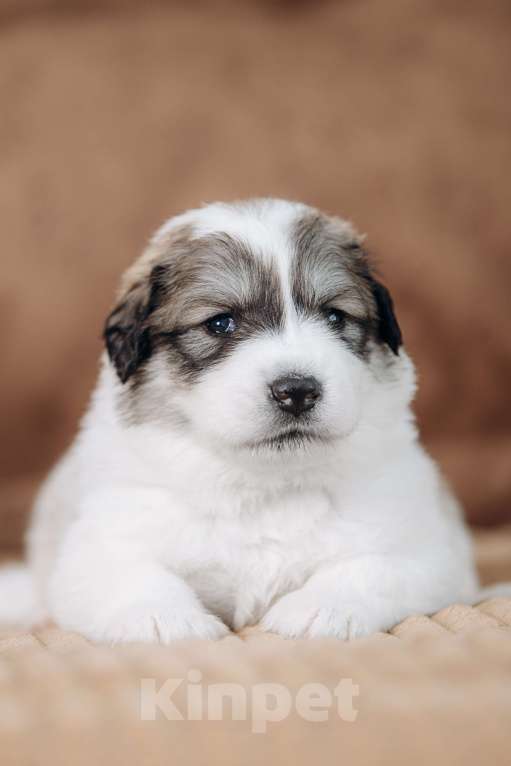 Собаки в Тюмени: Щенки. Пиренейская Горная Собака Разнополые, Бесплатно - фото 2