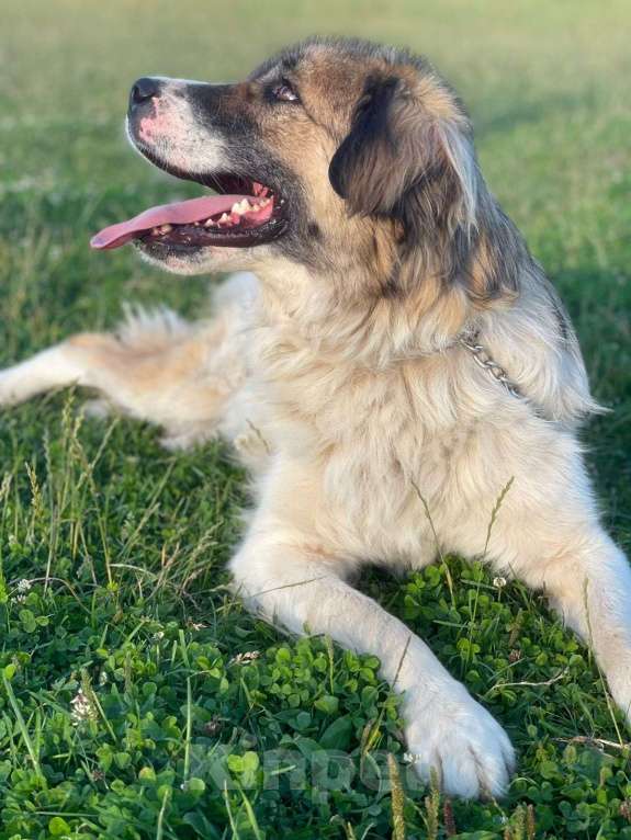 Собаки в Владимире: Метис кавказской овчарки Девочка, Бесплатно - фото 8