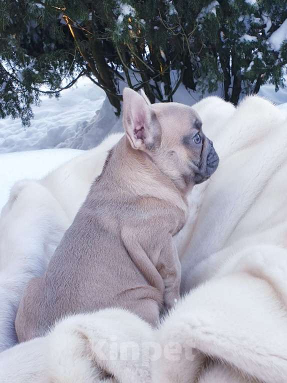 Собаки в Москве: Девочка французский бульдог. Девочка, 60 000 руб. - фото 6