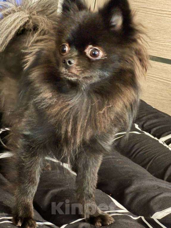 Собаки в Мурином: Отдам шпица Девочка, 10 000 руб. - фото 3