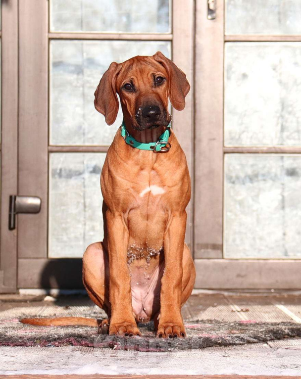 Собаки в Москве: Щенки родезийского риджбека  Девочка, Бесплатно - фото 1