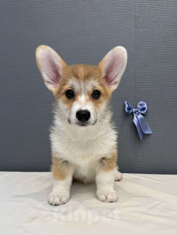 Собаки в Кургане: Щенок вельш корги пемброк, кобель Мальчик, 40 000 руб. - фото 3