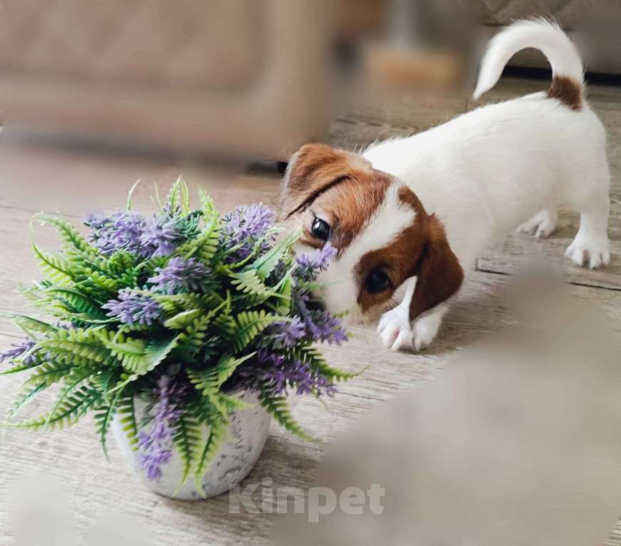 Собаки в Новосибирске: чистокровные щеночки джек рассел терьер Мальчик, 20 000 руб. - фото 3