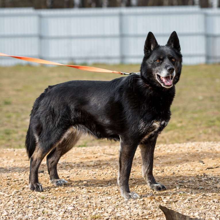 Собаки в Москве: Кама Девочка, Бесплатно - фото 19