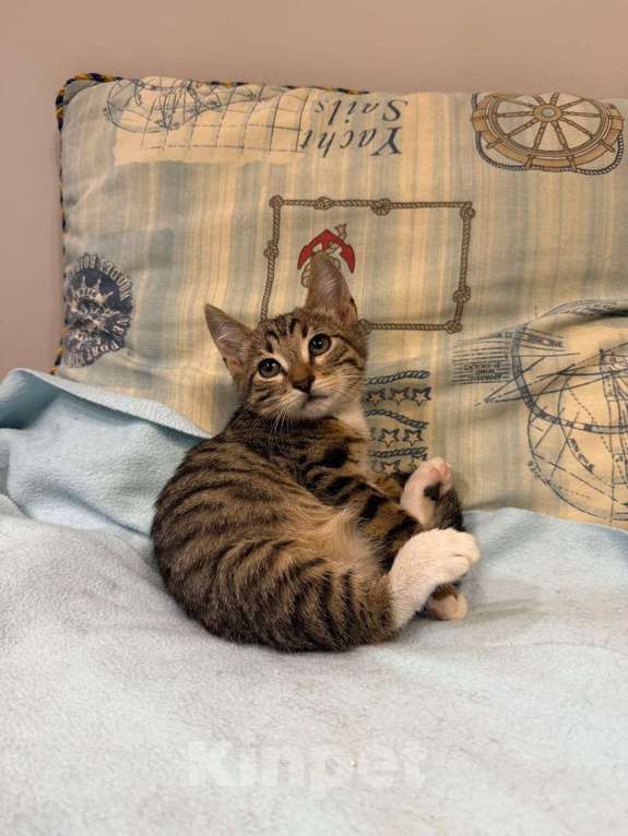 Кошки в Москве: Котенок Гриша ищет дом! Мальчик, Бесплатно - фото 3