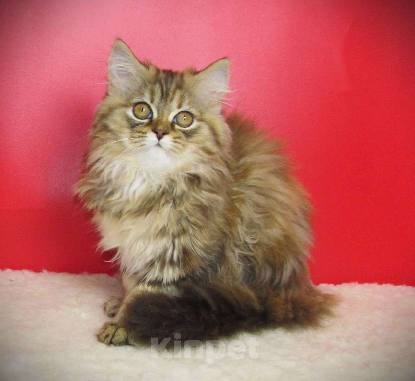 Кошки в Санкт-Петербурге: шотландская кошечка из питомника Девочка, Бесплатно - фото 2