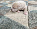 Собаки в Домодедово: Американский булли  Девочка, 200 000 руб. - фото 1