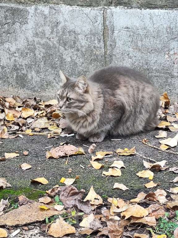 Кошки в Воронеже: Кот сирота в поиске новых хозяев Мальчик, Бесплатно - фото 2