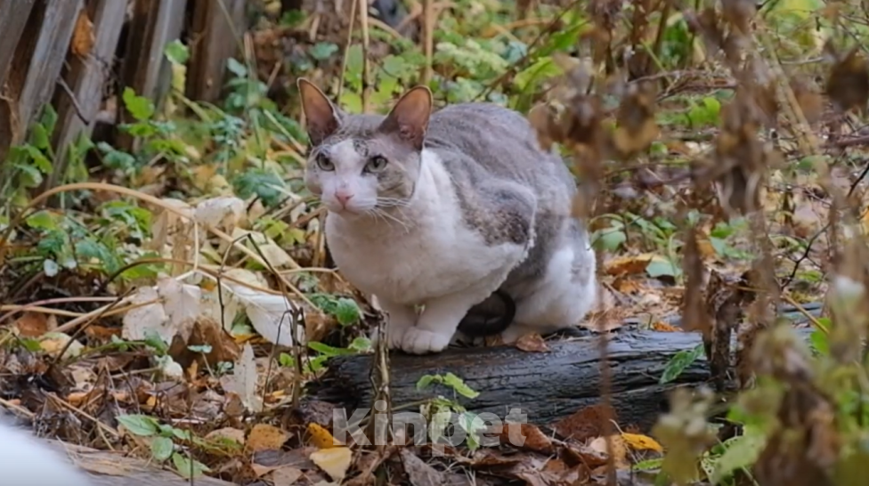 Кошки в Нижнем Новгороде: Кот сфинкс в добрые руки Мальчик, Бесплатно - фото 1