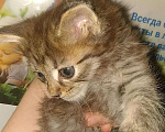 Кошки в Ливны: Котята Курильских Бобтейлов!!!, 1 000 руб. - фото 2
